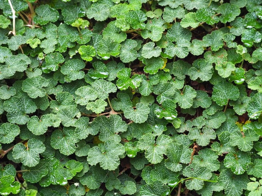 Rubus Pentalobus