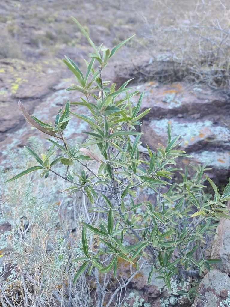 Vauquelinia Californica