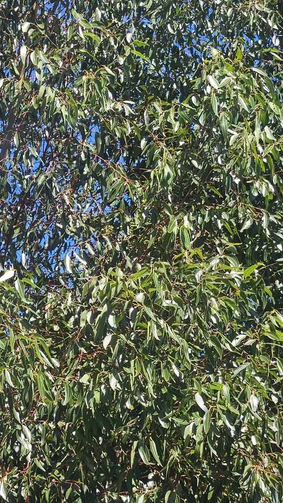 Eucalyptus Cladocalyx