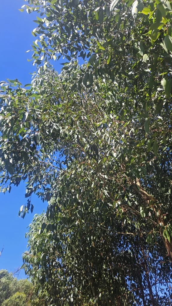 Eucalyptus Cladocalyx