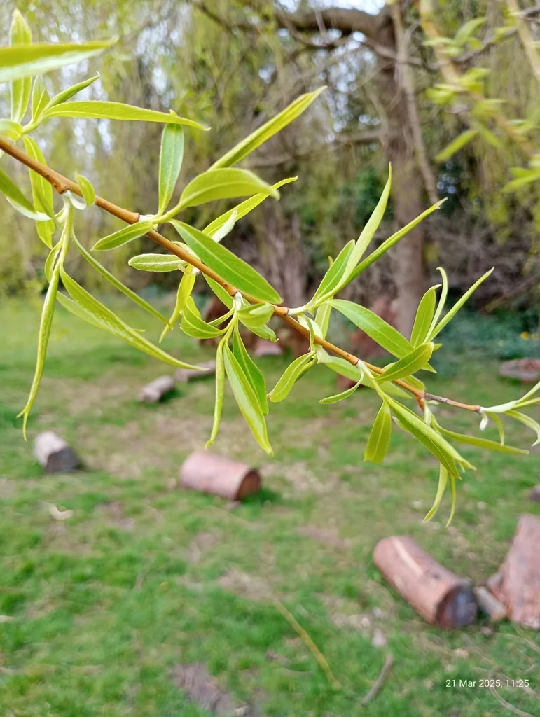 Salix Matsudana