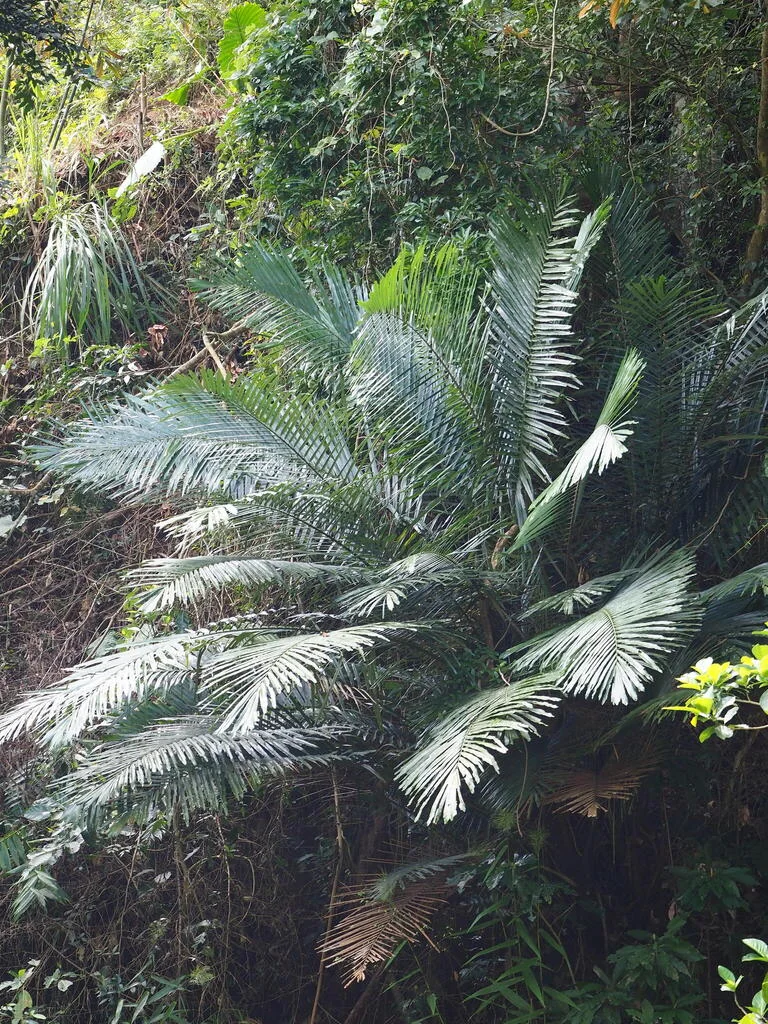 Arenga Engleri