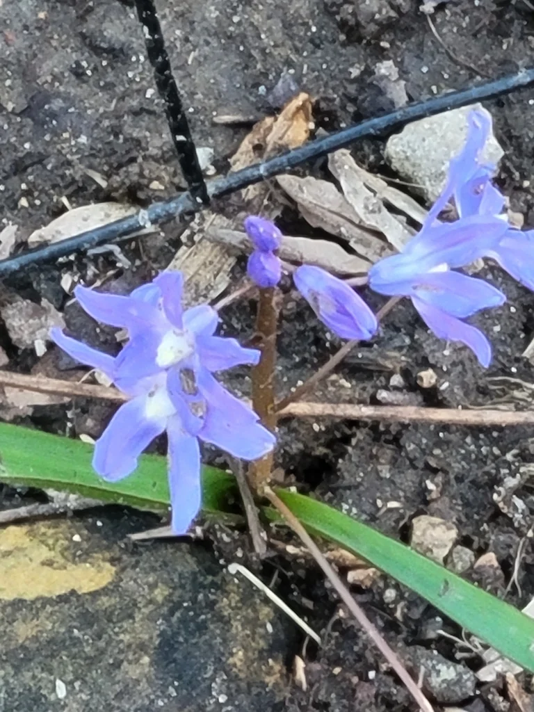 Chionodoxa Forbesii