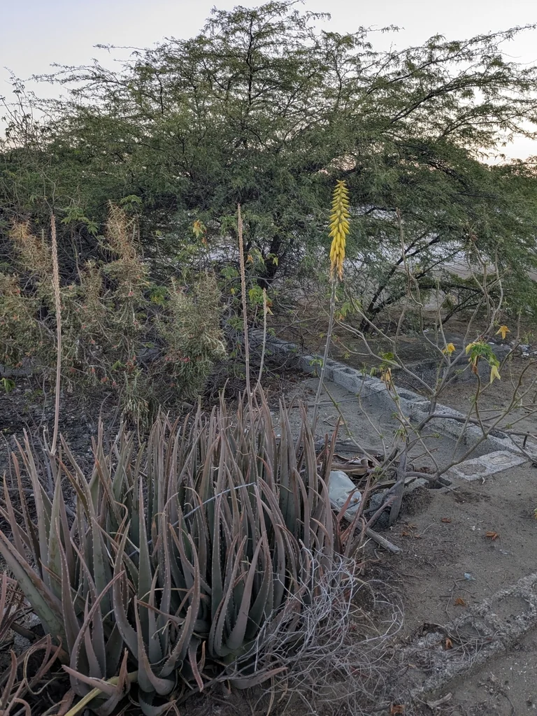 Aloe Vera