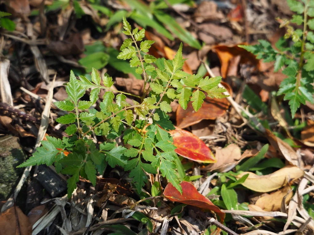 Koelreuteria Elegans