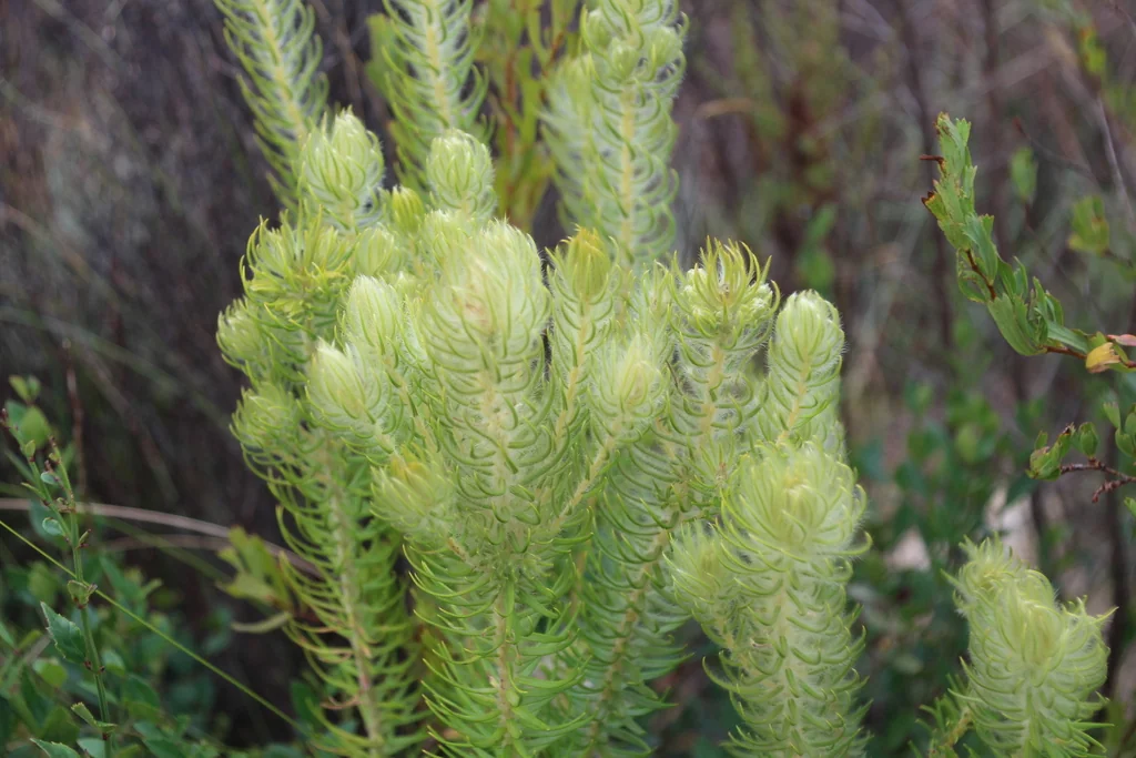Phylica Pubescens
