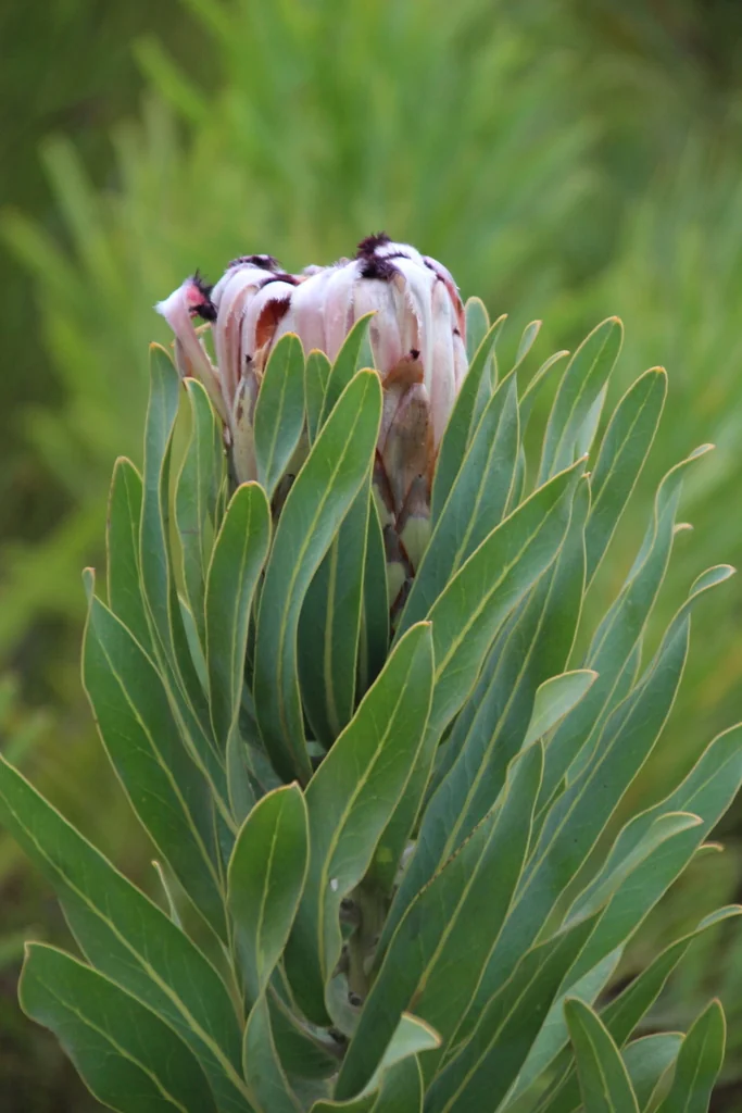 Protea Neriifolia