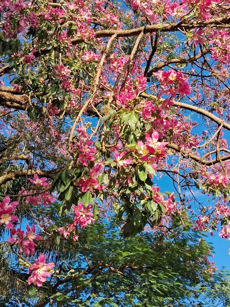 Ceiba Speciosa