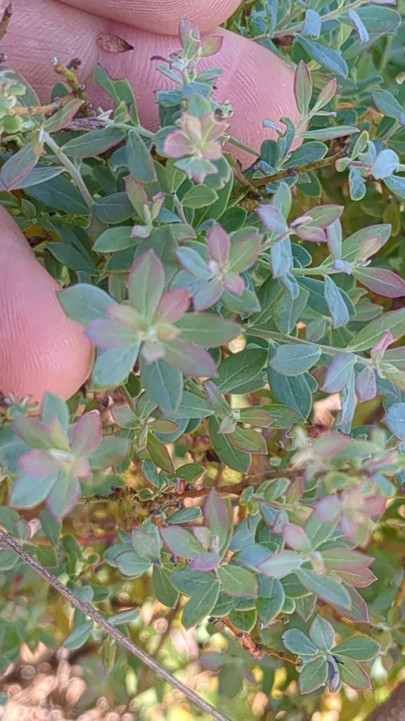 Vaccinium Darrowii