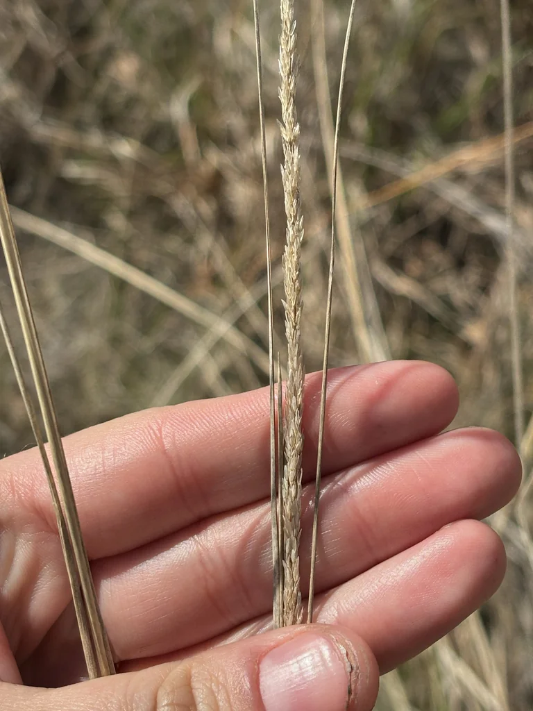 Muhlenbergia Lindheimeri