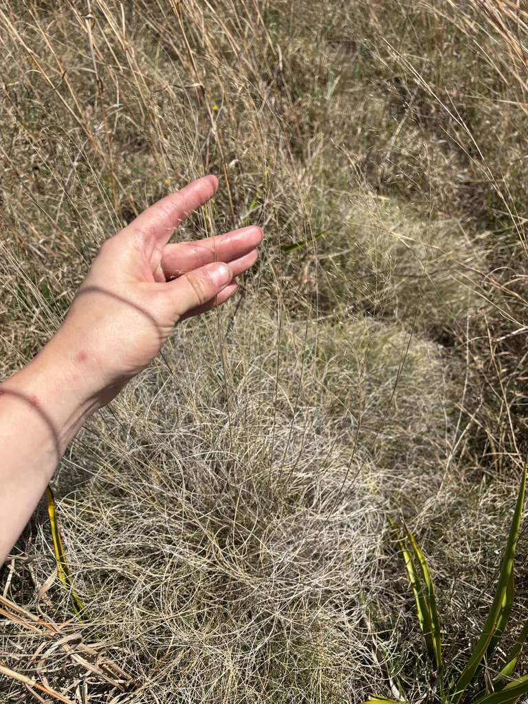 Muhlenbergia Reverchonii