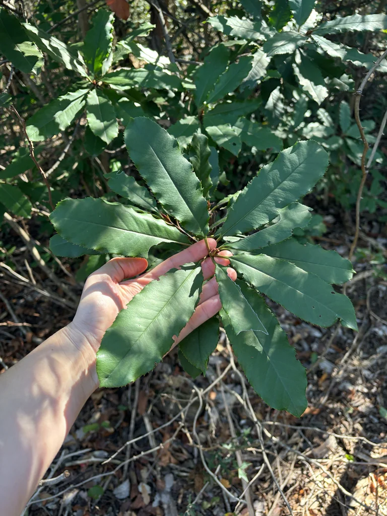 Photinia Serratifolia