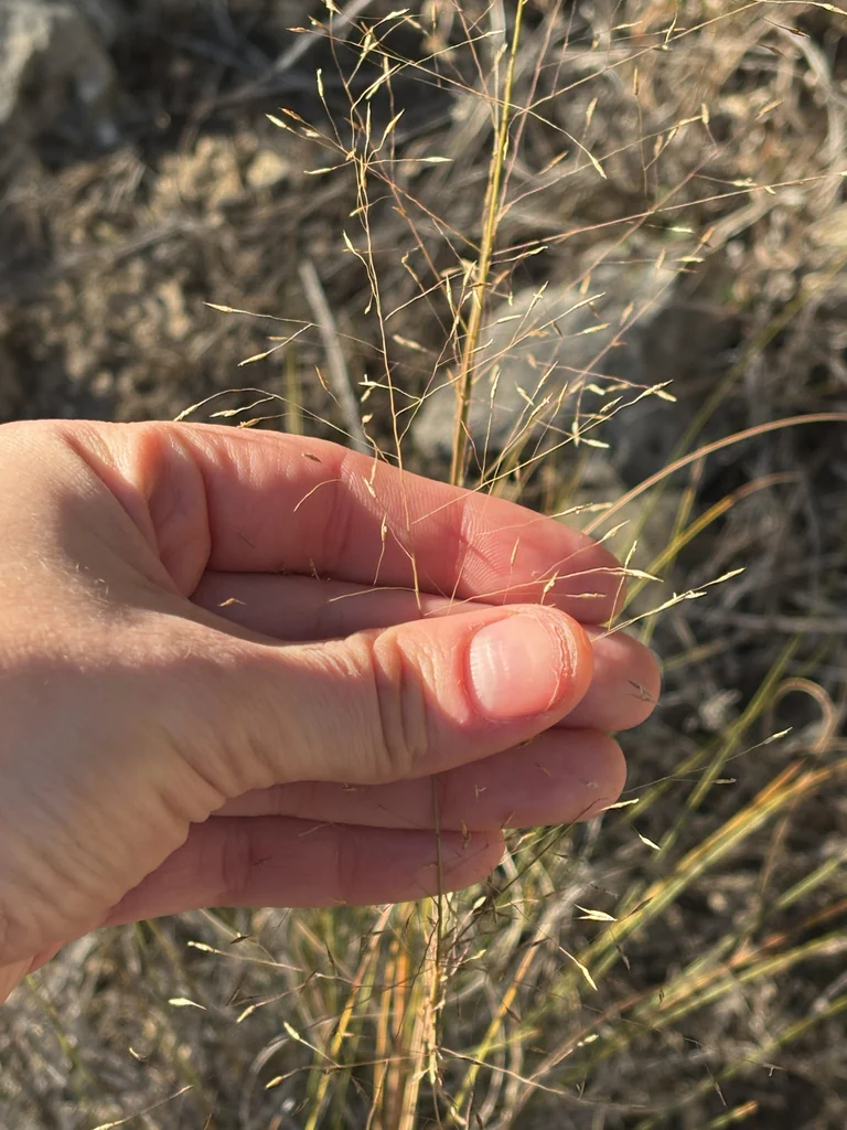 Muhlenbergia Reverchonii