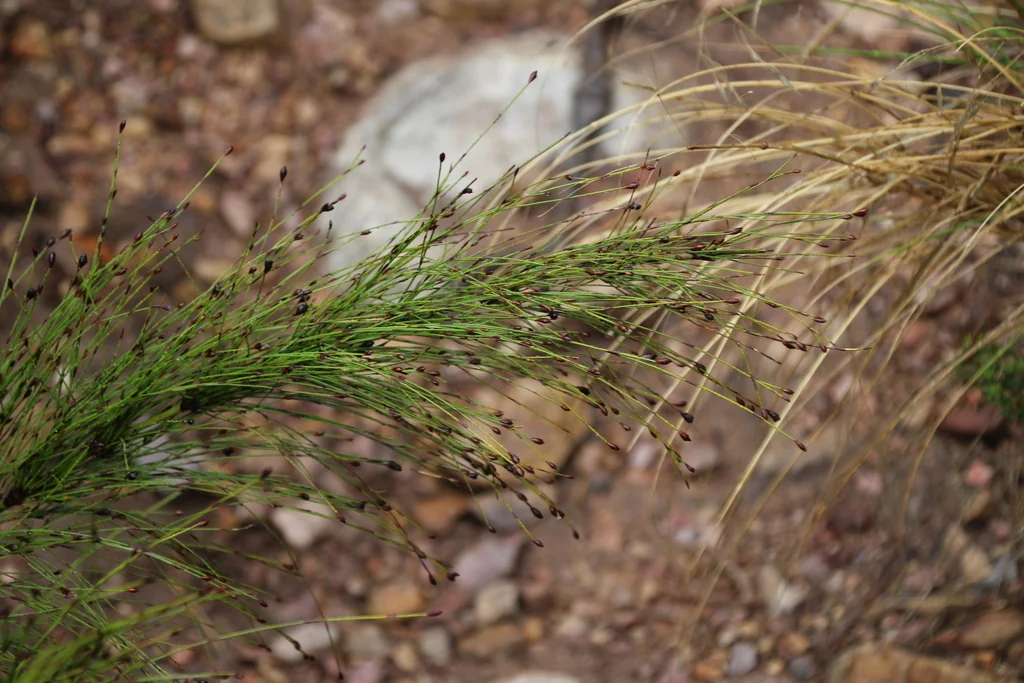 Ischyrolepis Subverticillata