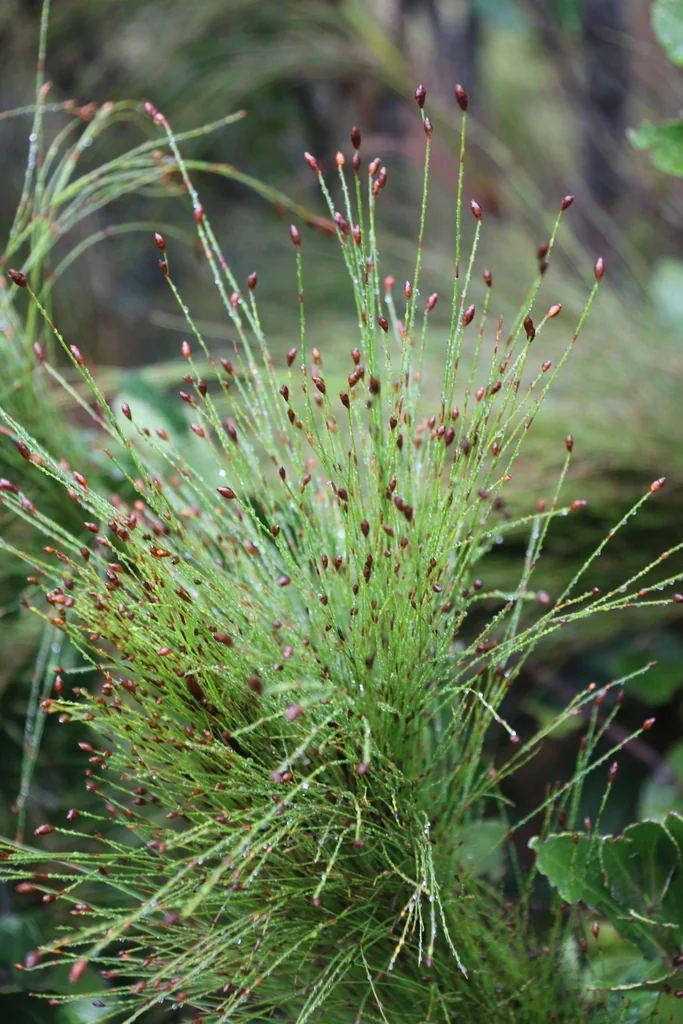 Ischyrolepis Subverticillata