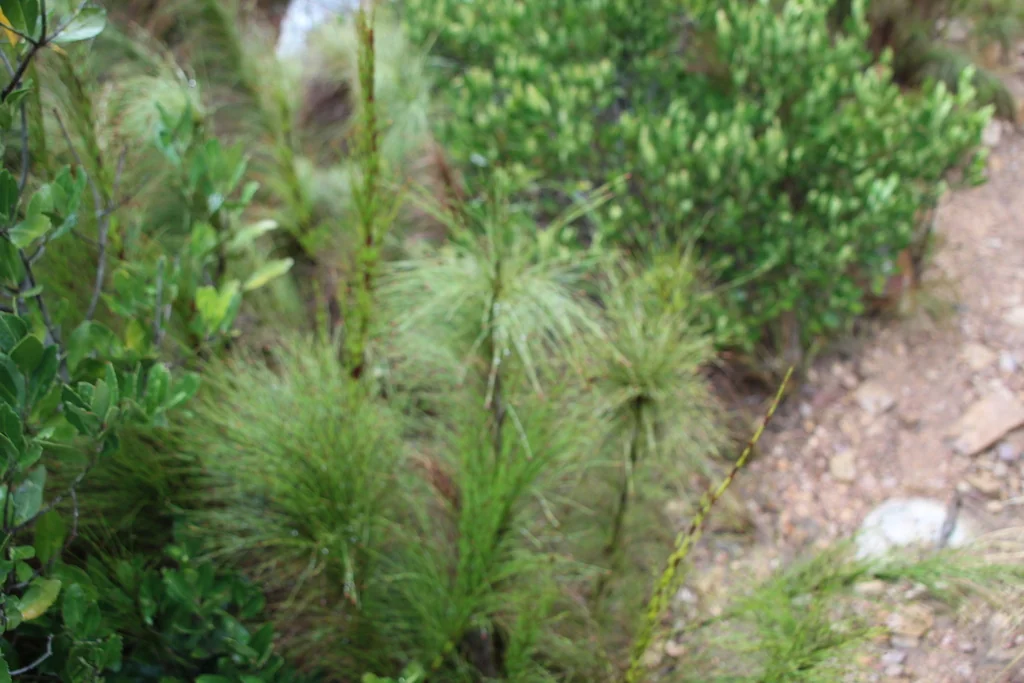 Ischyrolepis Subverticillata
