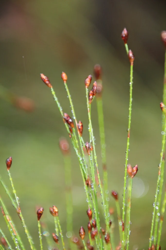 Ischyrolepis Subverticillata
