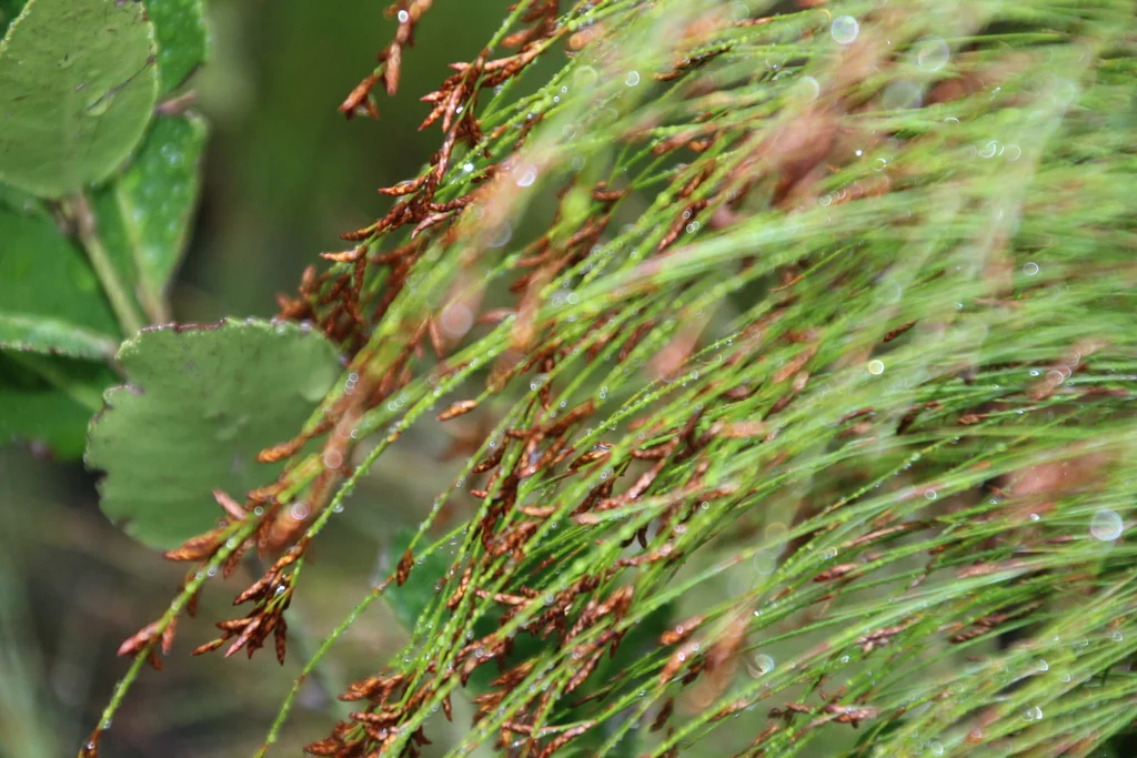 Ischyrolepis Subverticillata