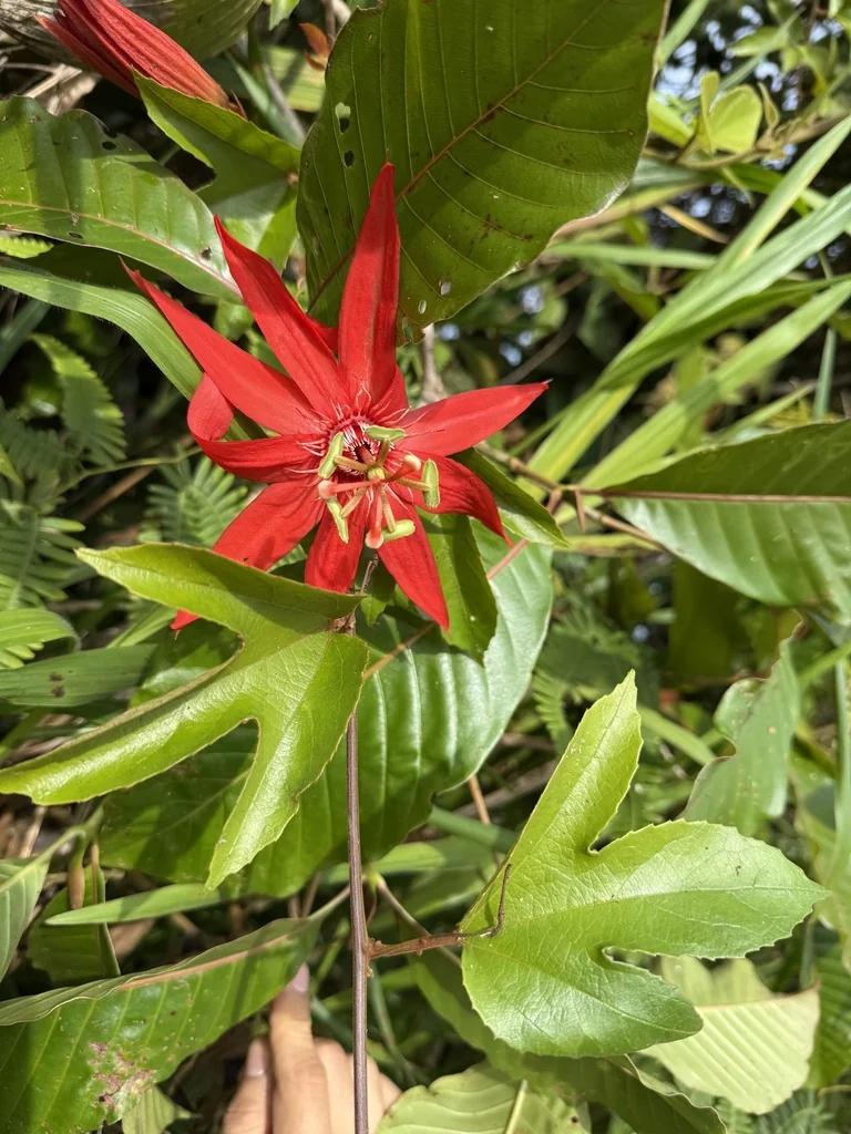 Passiflora Vitifolia