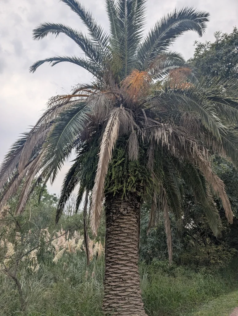 Phoenix Canariensis