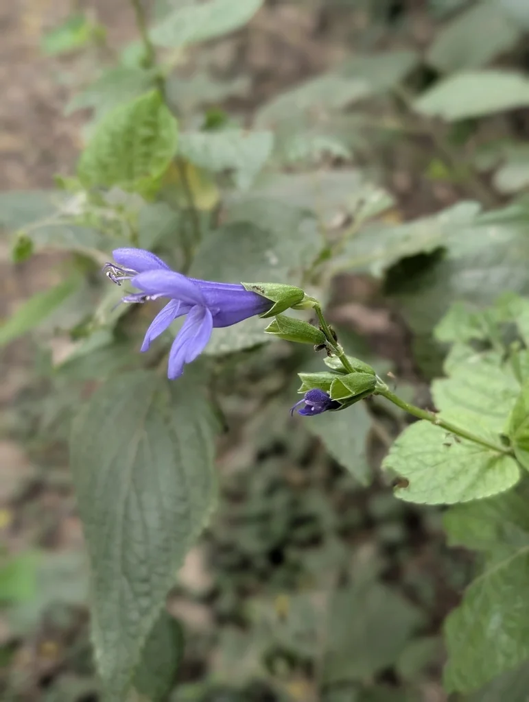 Salvia Guaranitica