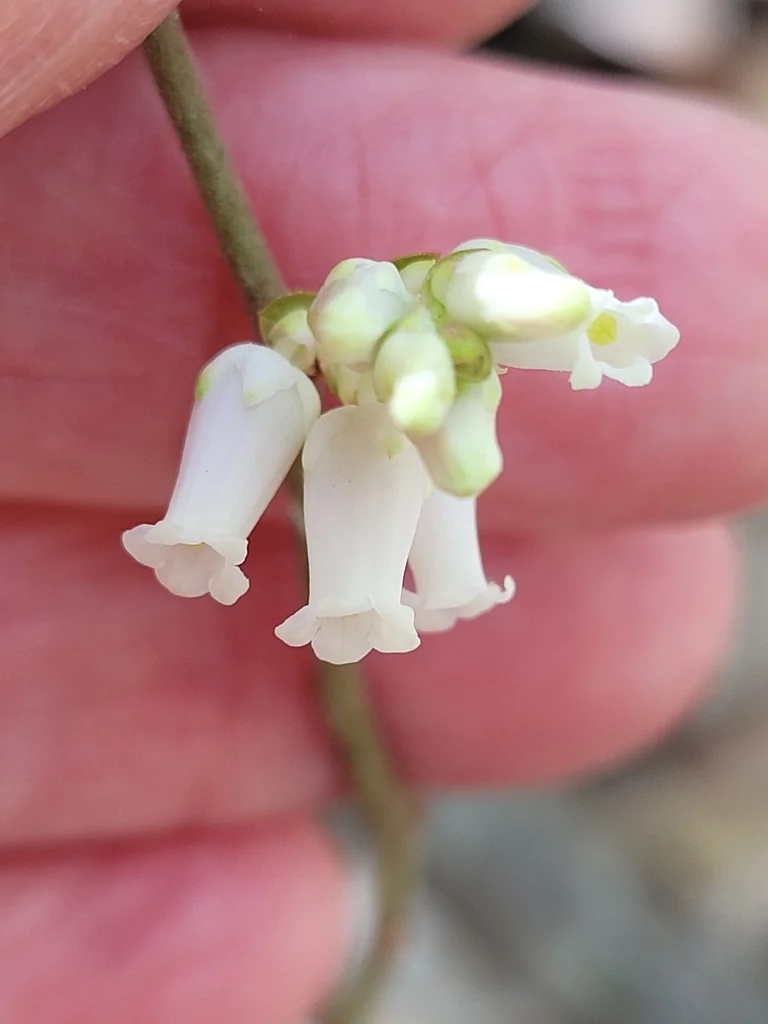 Leucothoe axillaris