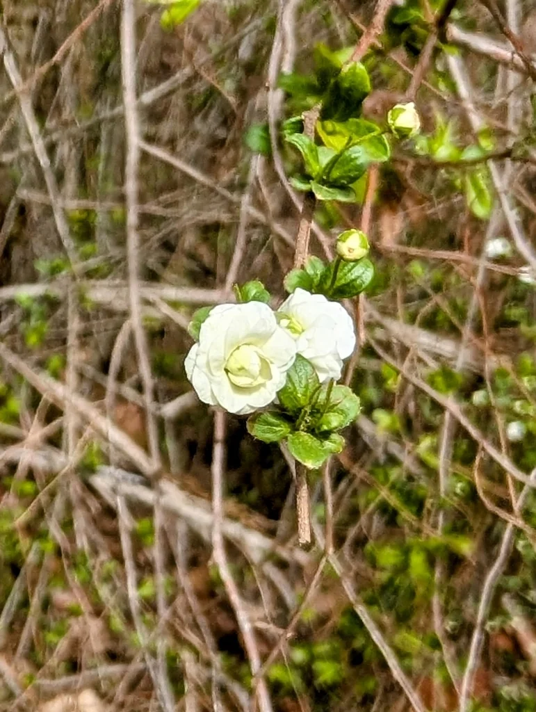 Spiraea Prunifolia