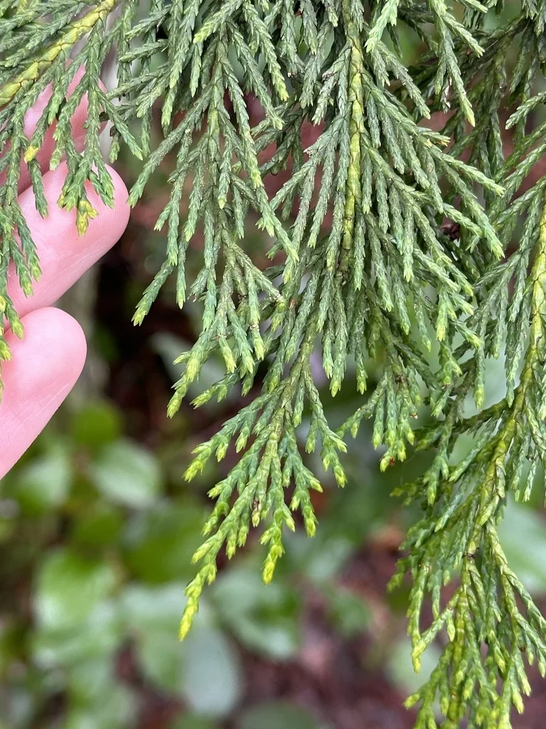 Callitropsis Nootkatensis