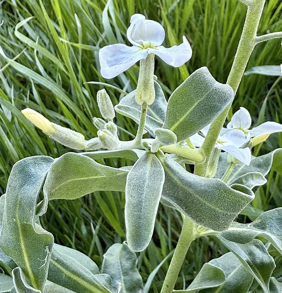 Matthiola Incana