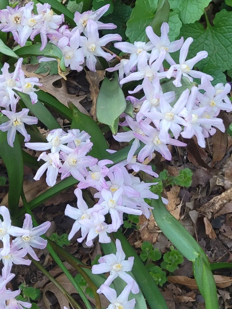 Chionodoxa Forbesii