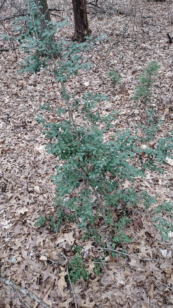Ilex crenata