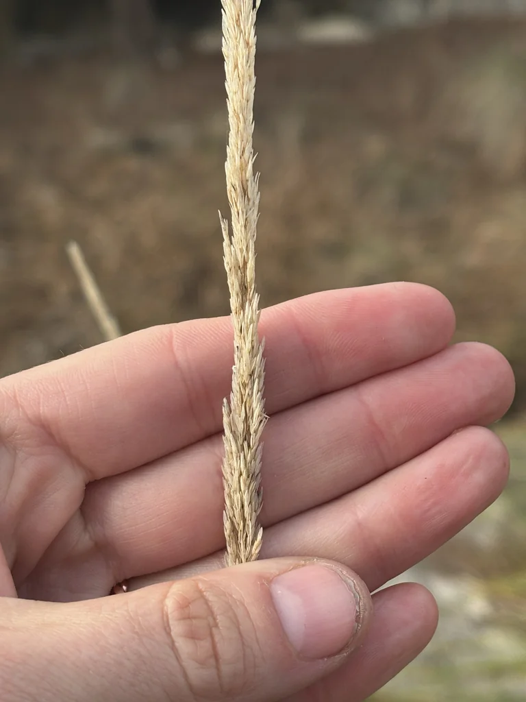 Muhlenbergia Lindheimeri