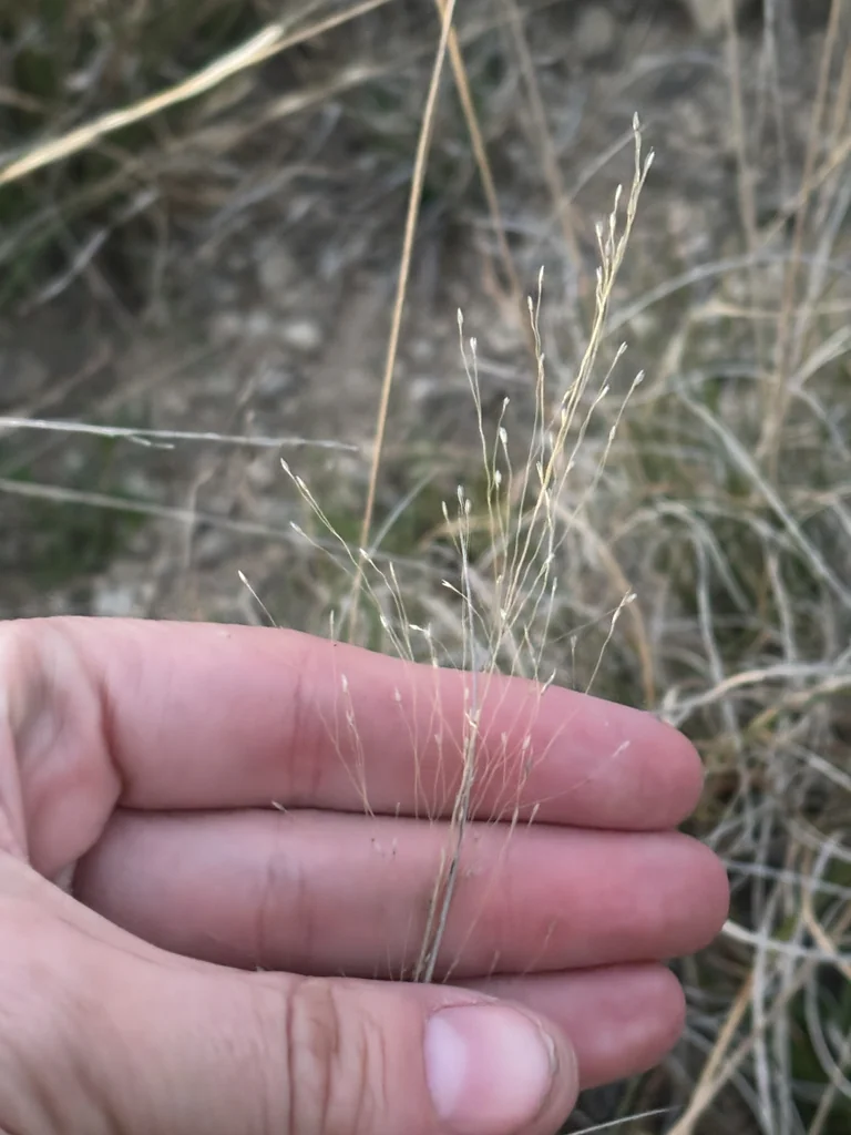 Muhlenbergia Reverchonii