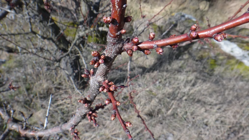 Prunus Armeniaca
