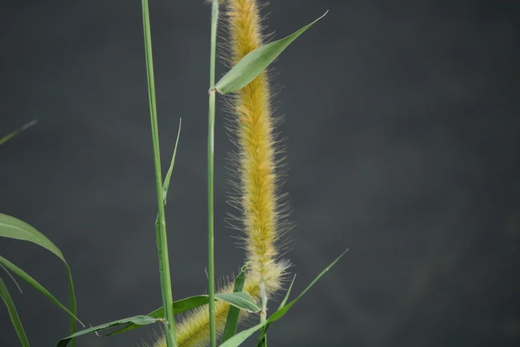 Pennisetum Purpureum