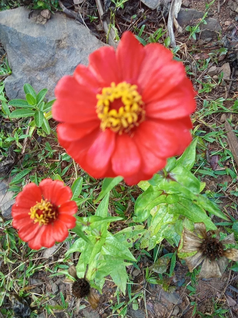 Zinnia Elegans