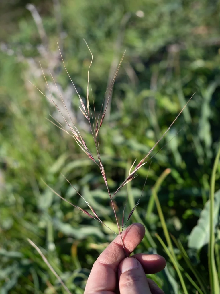 Nassella Pulchra