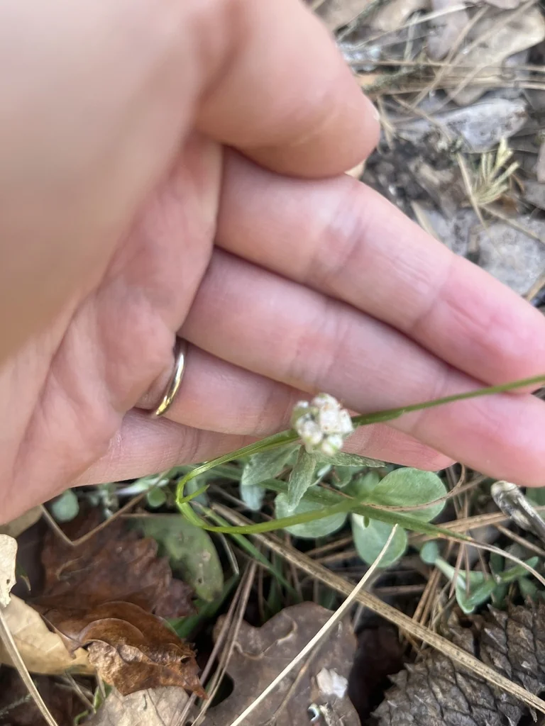 Antennaria Plantaginifolia