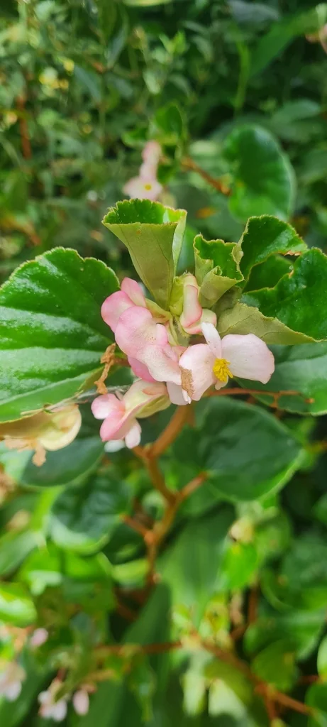 Begonia semperflorens