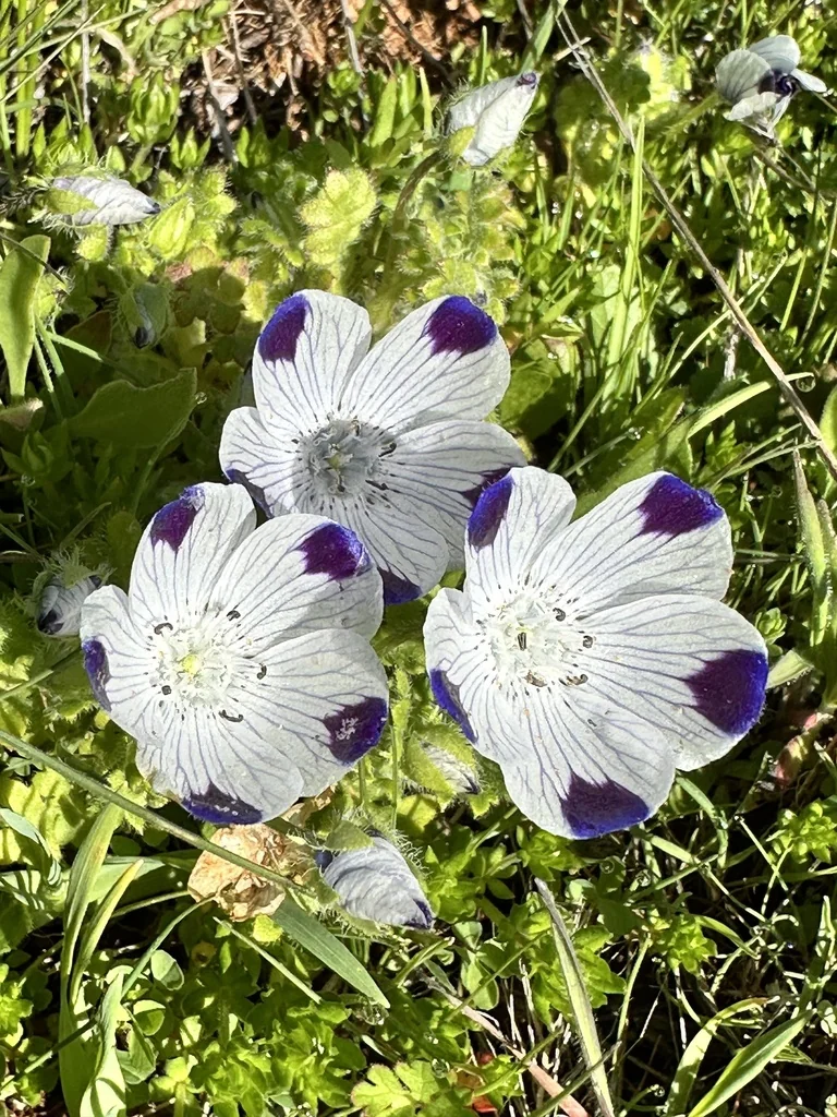 Nemophila Maculata
