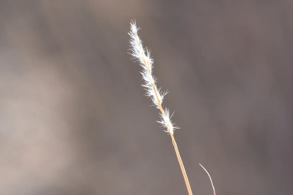 Bothriochloa Barbinodis