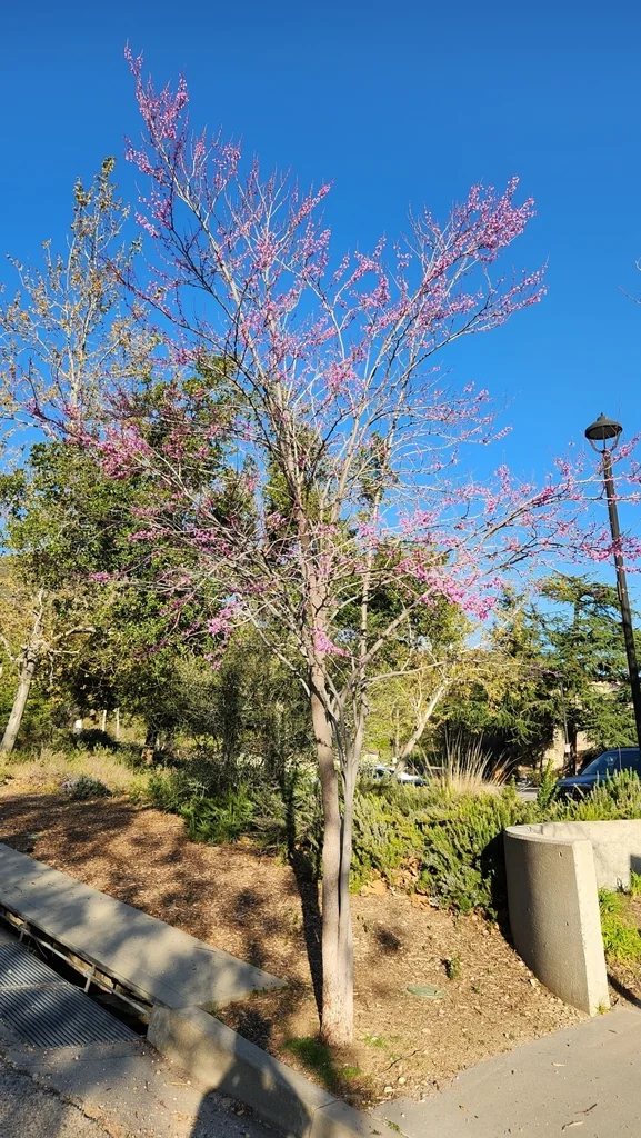 Cercis Occidentalis
