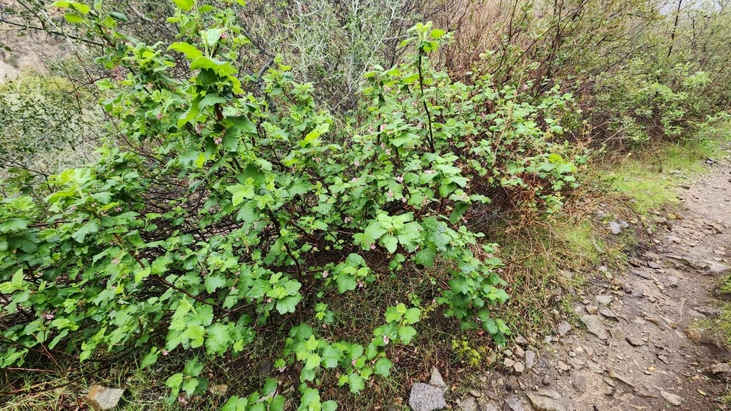 Ribes Malvaceum