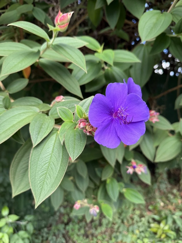 Tibouchina Urvilleana