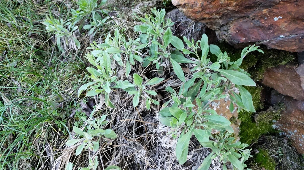 Aurinia Saxatilis