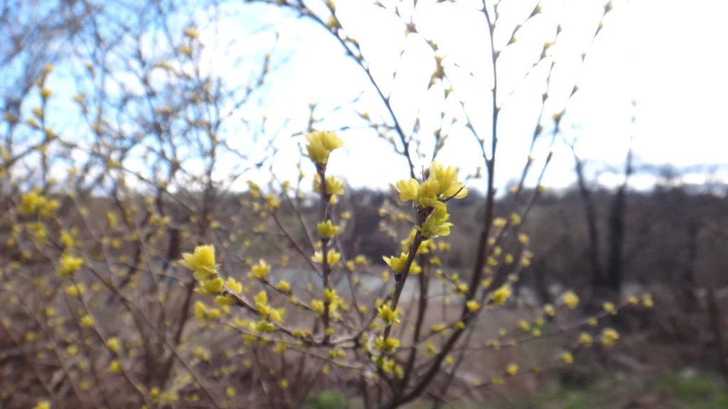 Caragana frutex