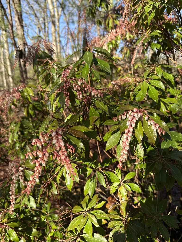 Pieris japonica