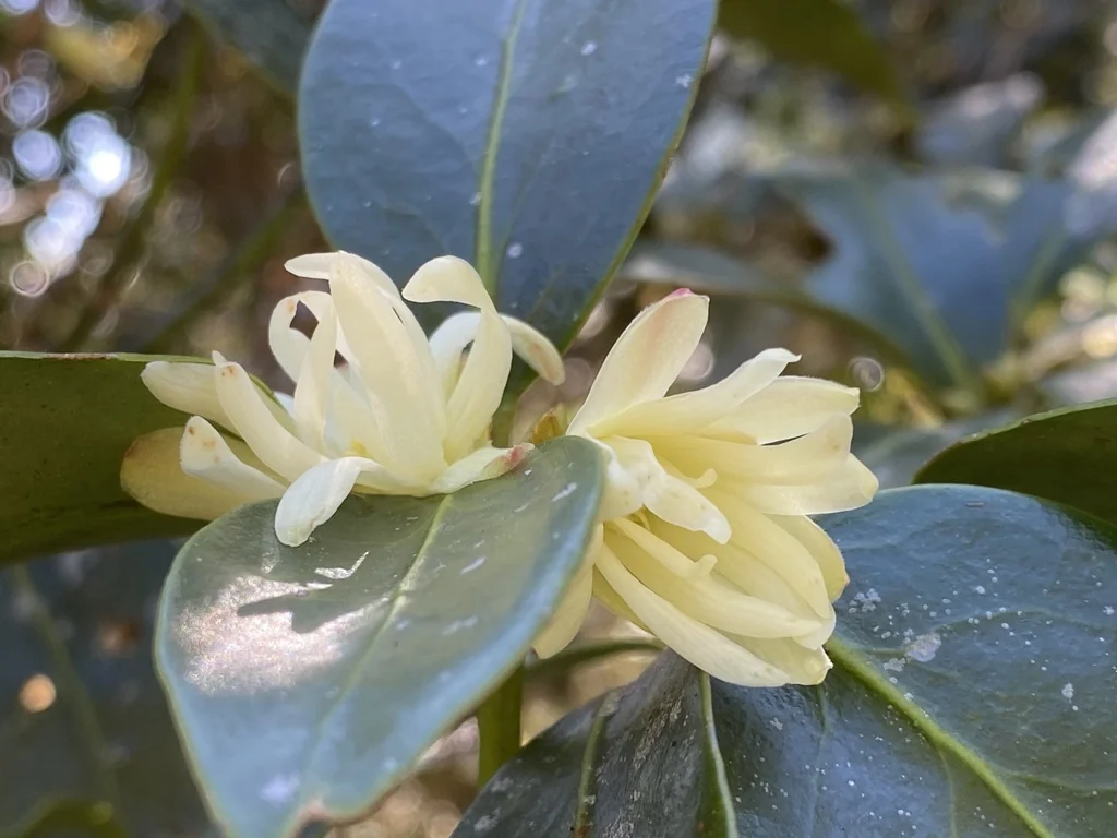 Illicium Anisatum