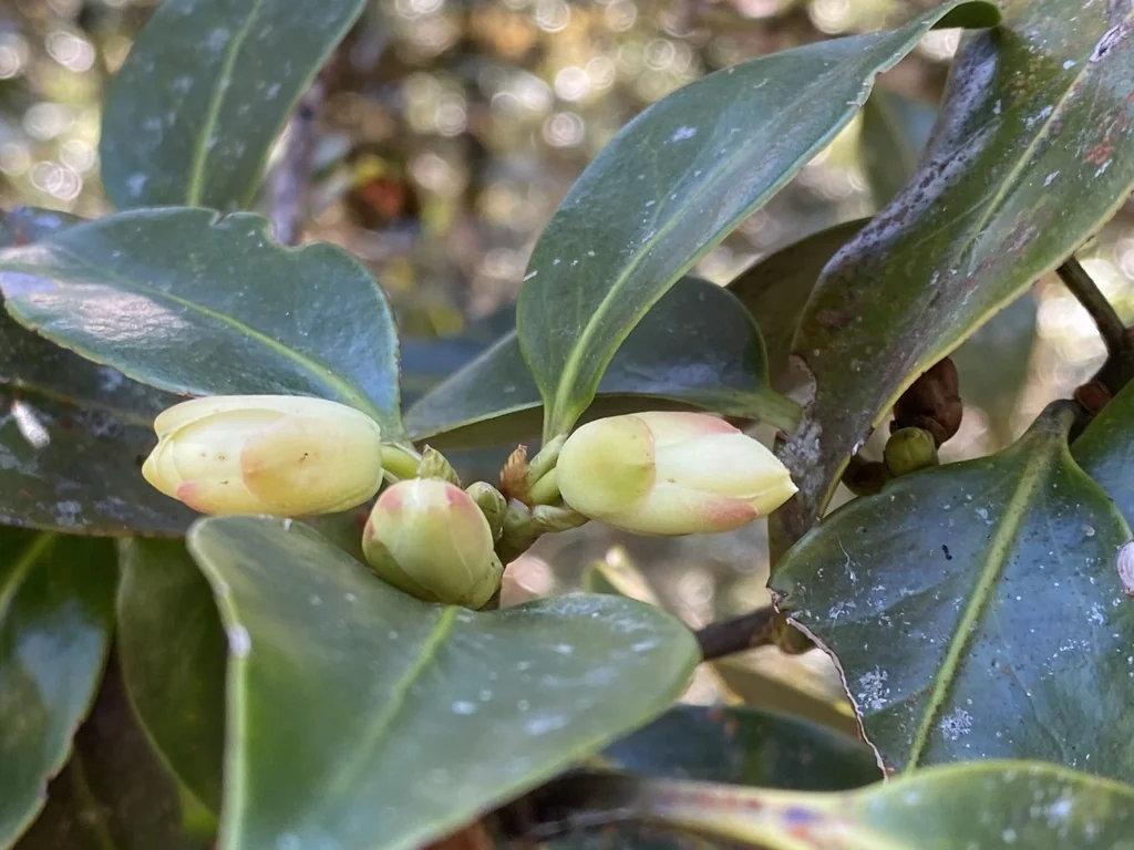 Illicium Anisatum