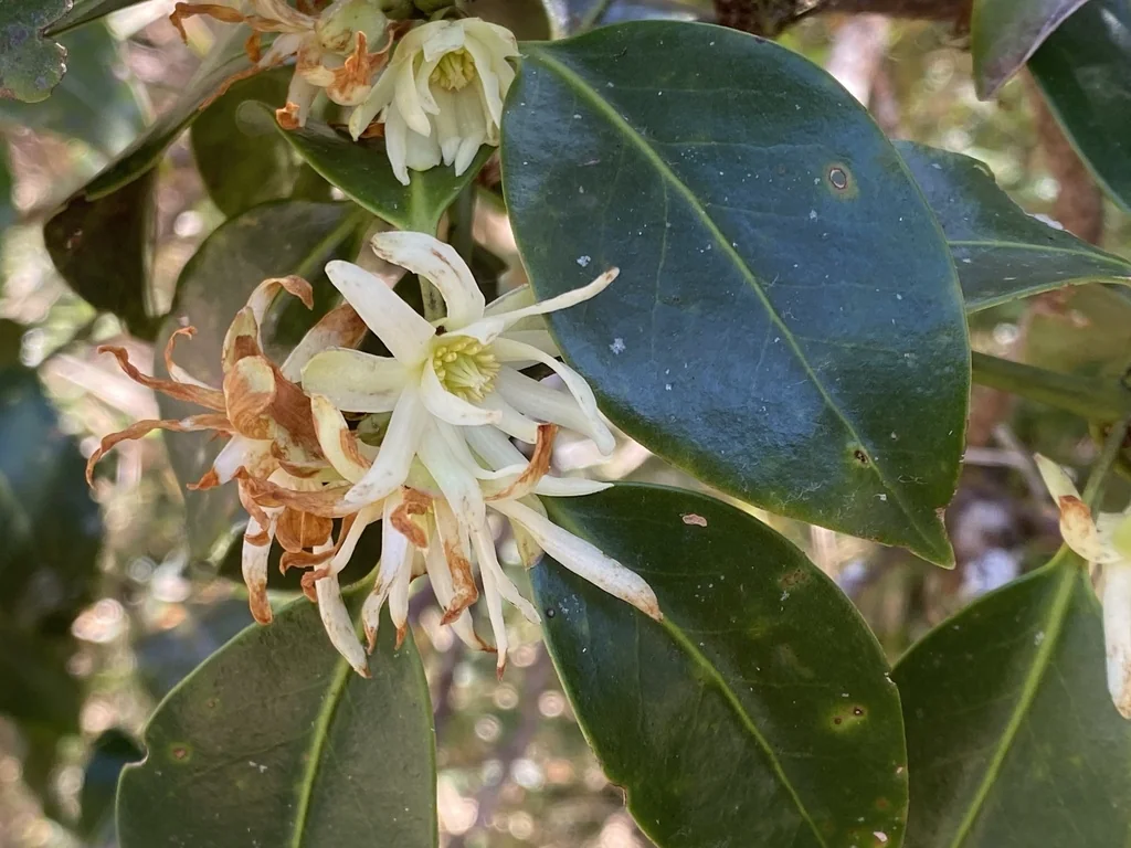 Illicium Anisatum